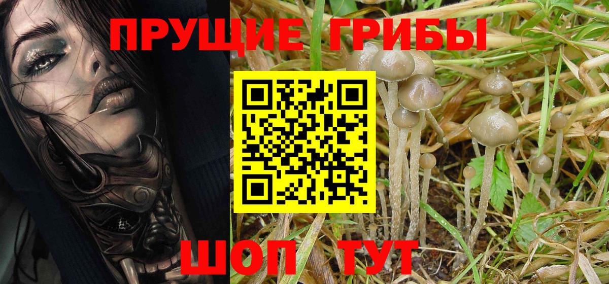 Отрадный  Галлюциногенные грибы Cubensis  Вход с VPN  Галлюциногенные грибы Psilocybine cubensis 